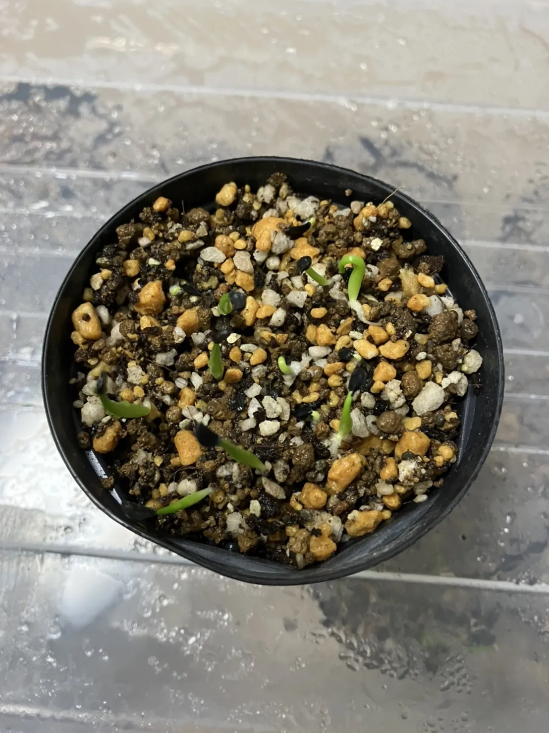 Agave victoriae-reginae (アガベ ビクトリアレジーナエ 笹の雪)