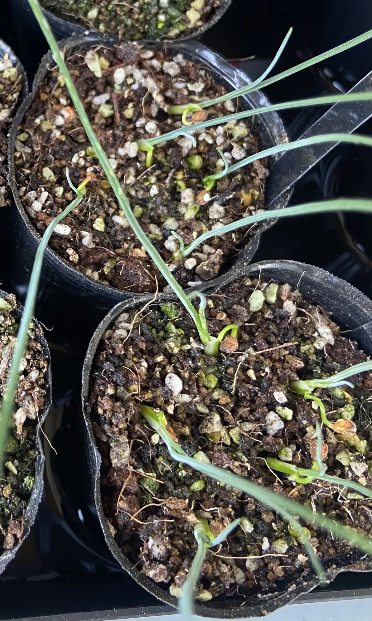 Dasylirion longissimum var. longissimum (ダシリリオン ロンギシマム)