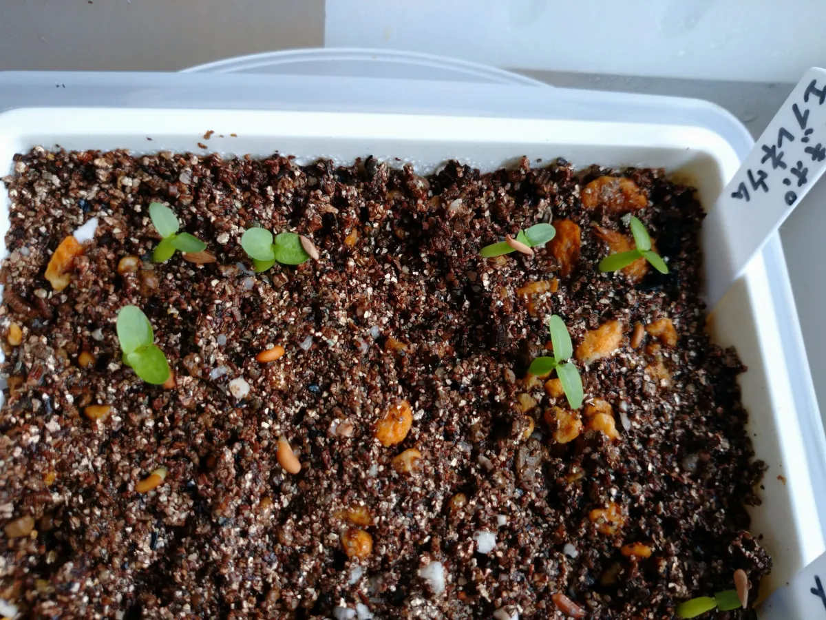 Pachypodium rosulatum var. eburneum (パキポディウム エブレネウム)