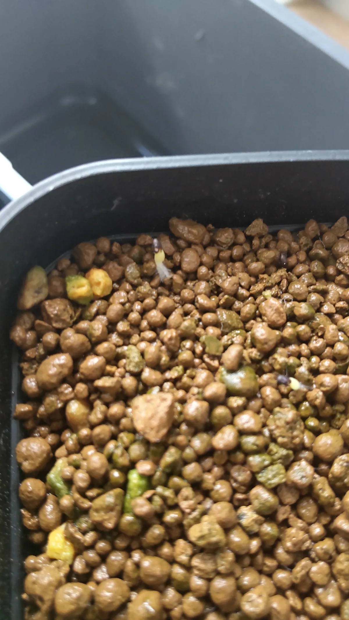 Ferocactus robustus (フェロカクタス ロブスタス)