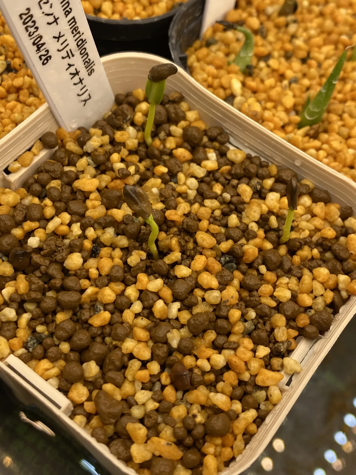 Senna meridionalis (センナ メリディオナリス)