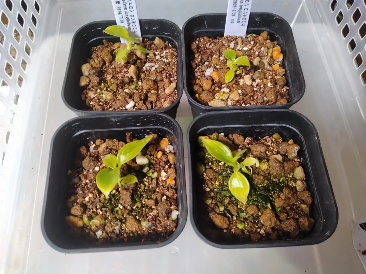 Philodendron longilobatum Leylano Miyano (フィロデンドロン ロンギロバム)