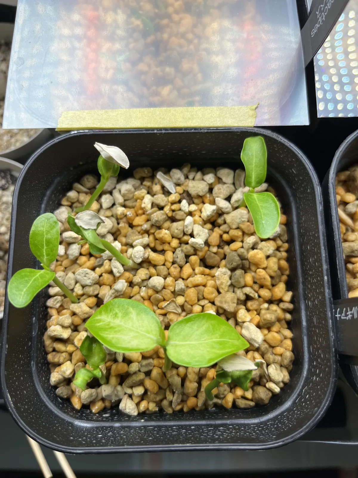 Pachypodium rutenbergianum var. rutenbergianum (パキポディウム ルテンベルギアナム)