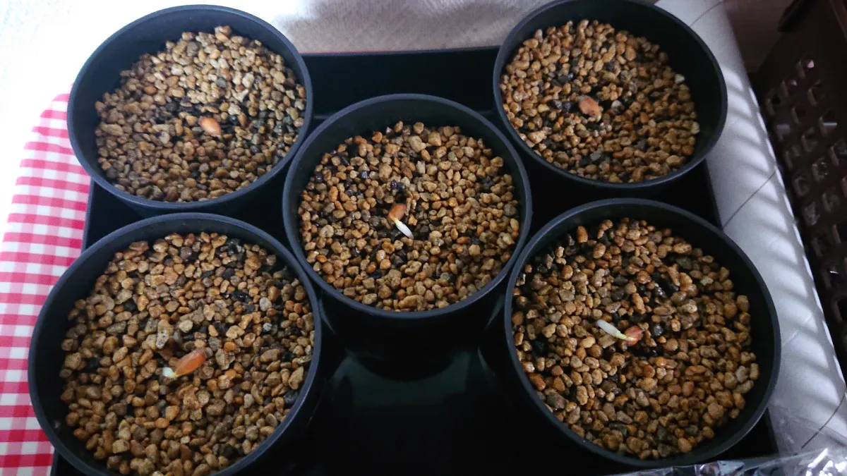 Dovyalis caffra (ドビアリス カフラ)