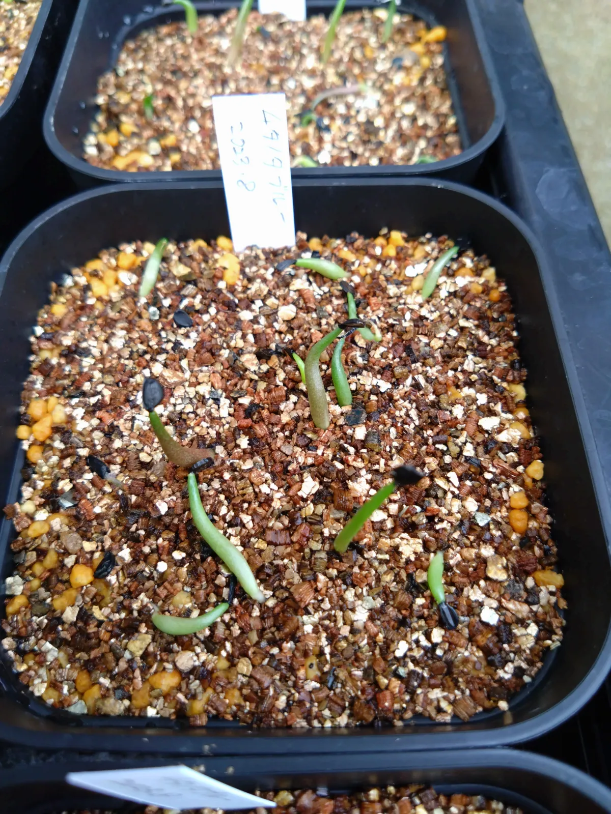 Agave titanota 'Blue' (アガベ チタノタブルー)