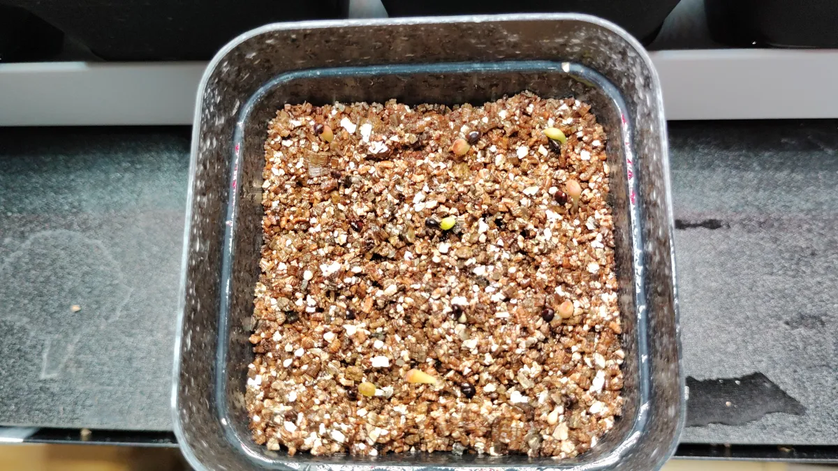 Astrophytum myriostigma (アストロフィツム ミリオスティグマ)