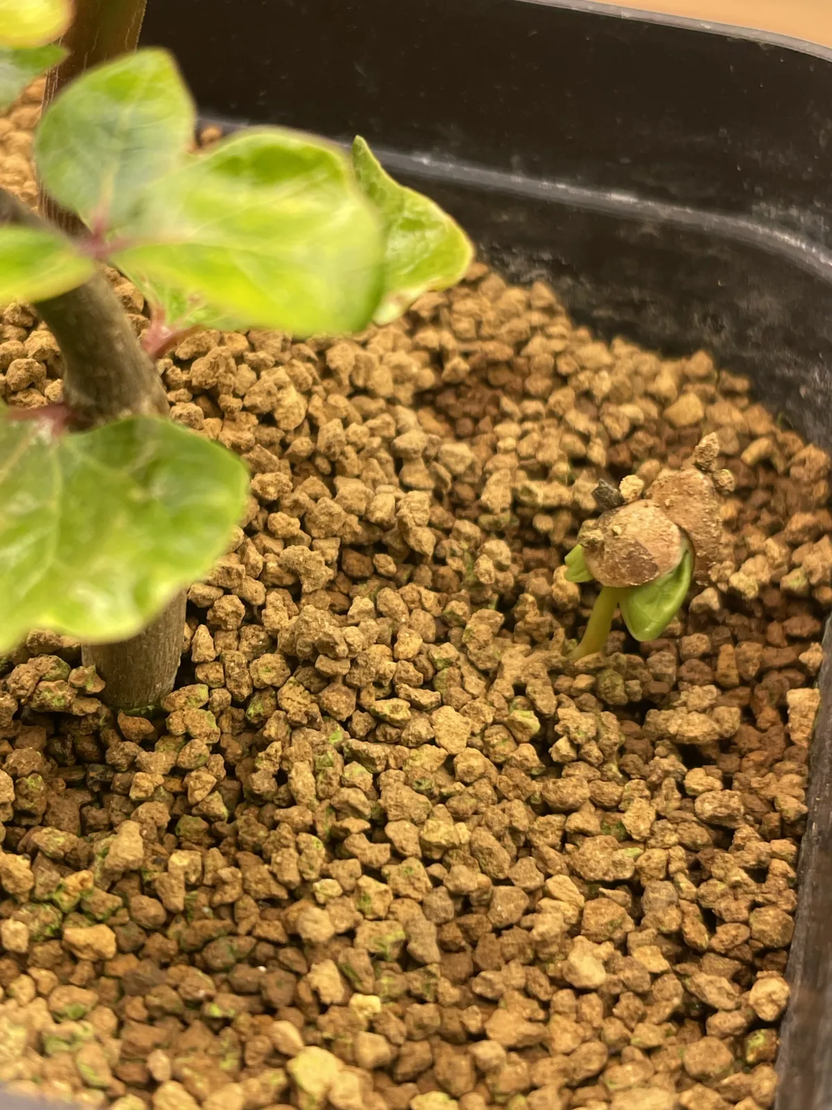 Commiphora orbicularis (コミフォラ オルビクラリス)