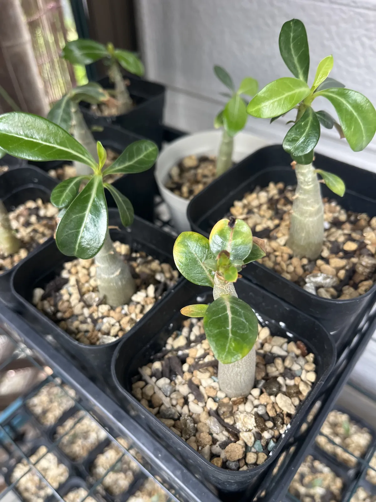 Adenium obesum (アデニウム オベスム)