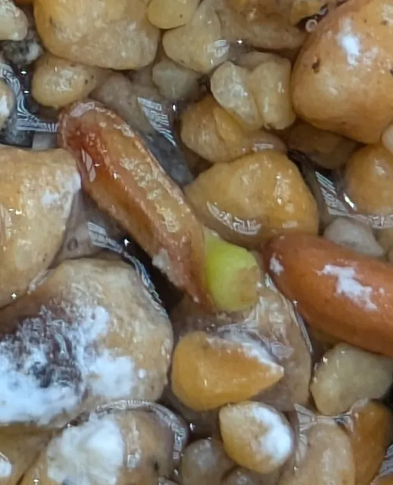 Pachypodium rosulatum var. gracilius (パキポディウム グラキリス)