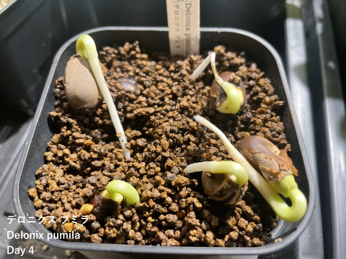 Delonix pumila (デロニクス プミラ)