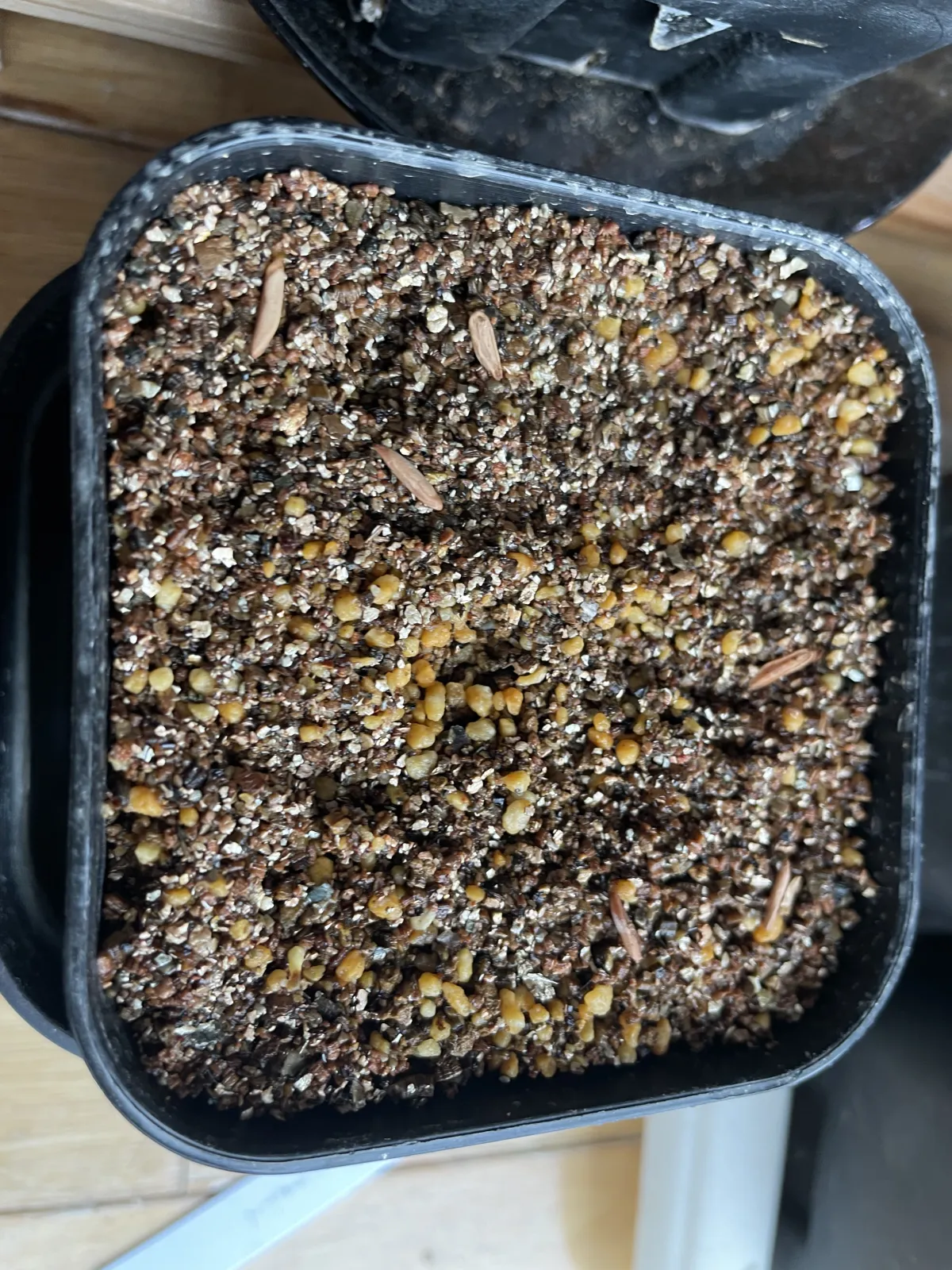 [無料種子] 発芽難 パキポディウム グラキリス　 Pachypodium rosulatum var. gracilius