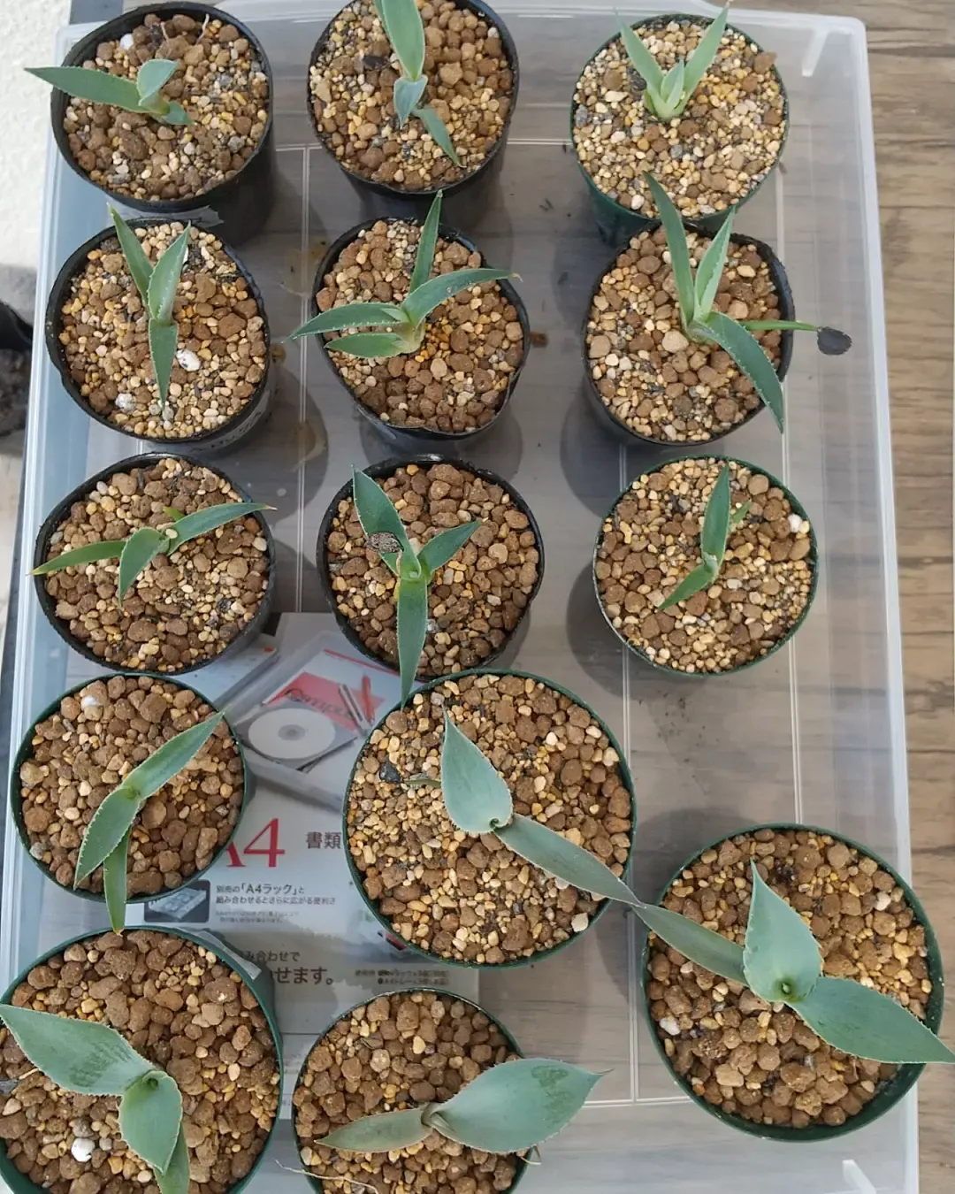 ３ヶ月～半年のアガベ