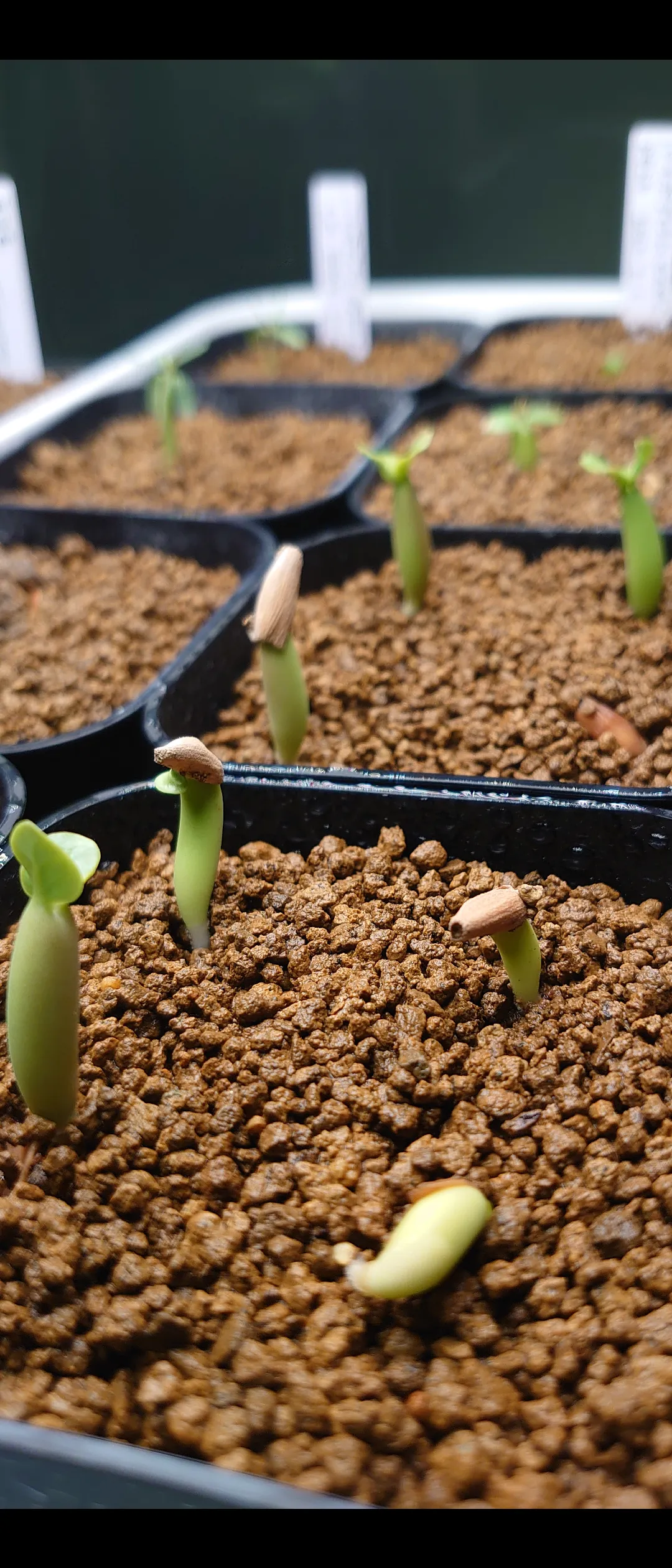 Adenium arabicum (アデニウム アラビカム)