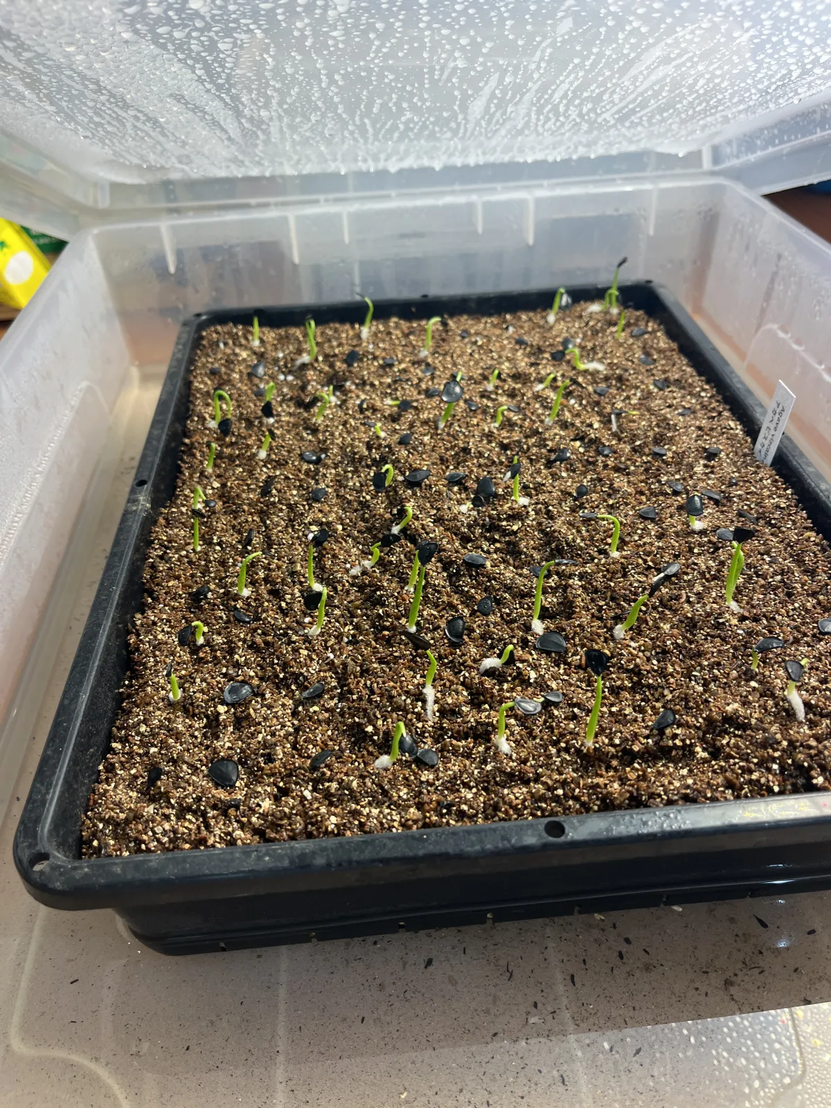 Agave vizcainoensis (アガベ ビスカイノエンシス)