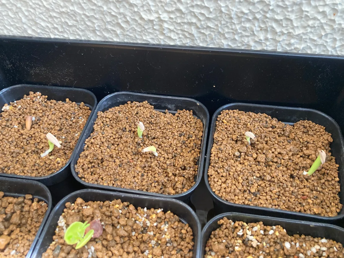 Adenium somalense (アデニウム ソマレンセ)