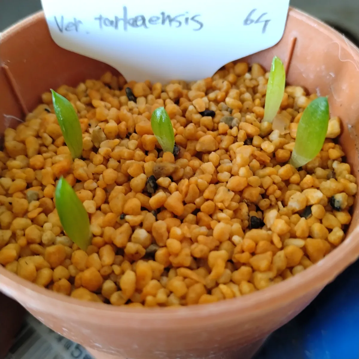 Aloe broomii var. tarkaensis (アロエ ブルーミータルカエンシス)