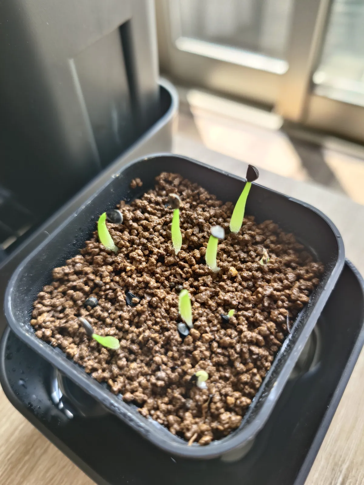 Agave oteroi (アガベ オテロイ)