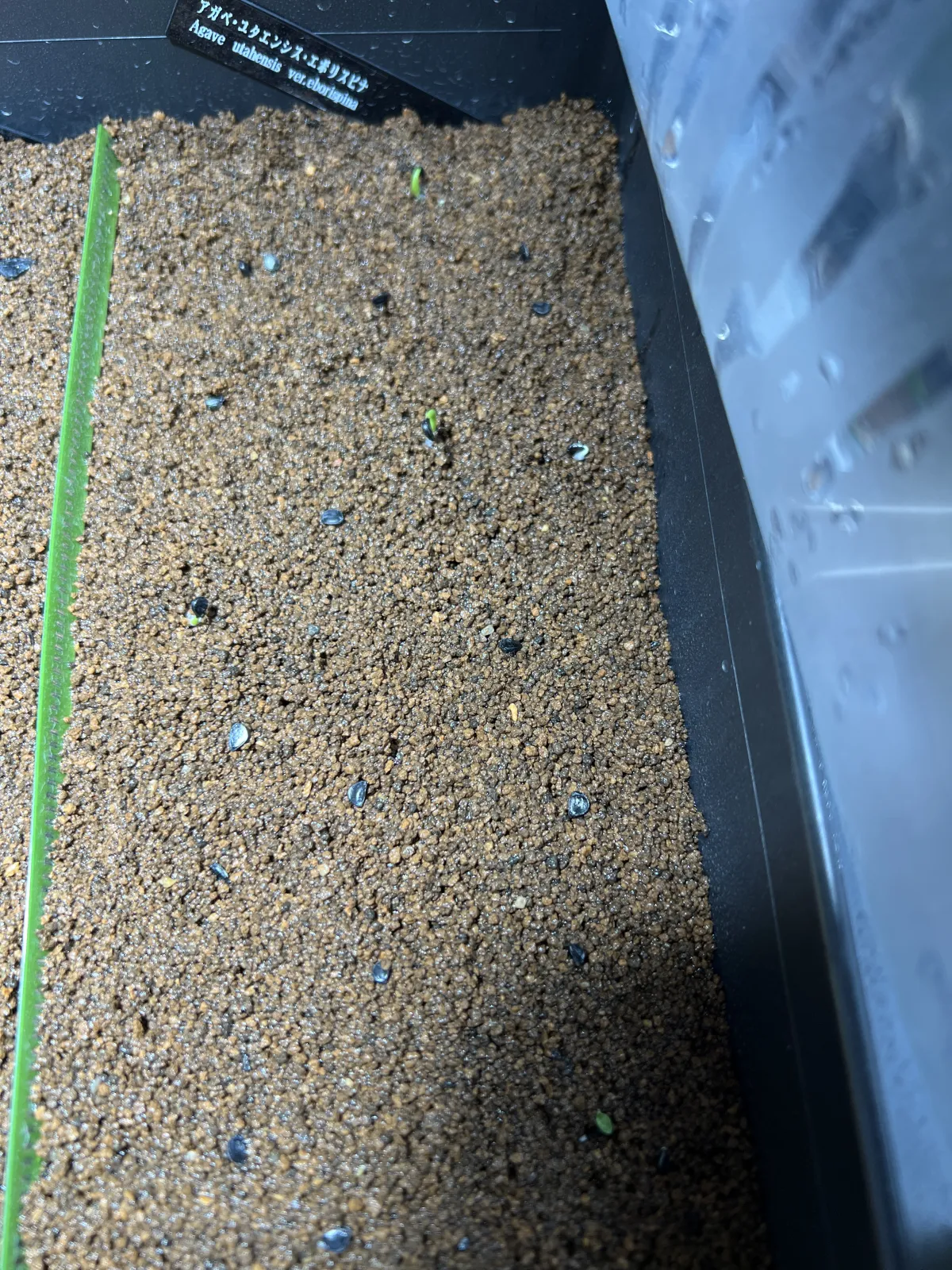 Agave utahensis var. eborispina (アガベ エボリスピナ)