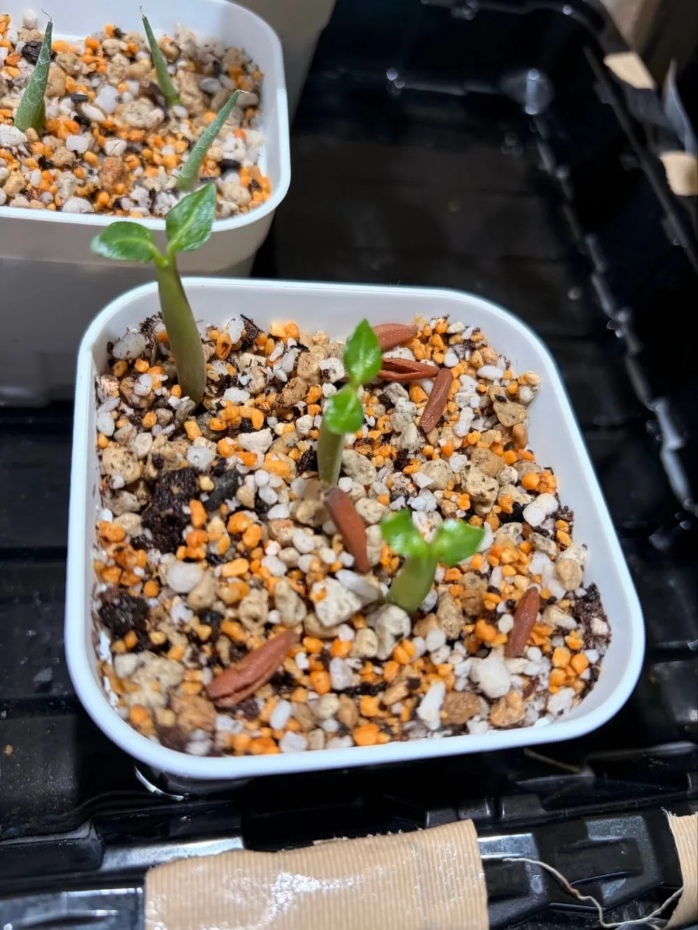 Adenium obesum thai (アデニウム タイ ソコトラナム)