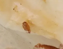 [無料種子] 発芽難 パキポディウム グラキリス　 Pachypodium rosulatum var. gracilius