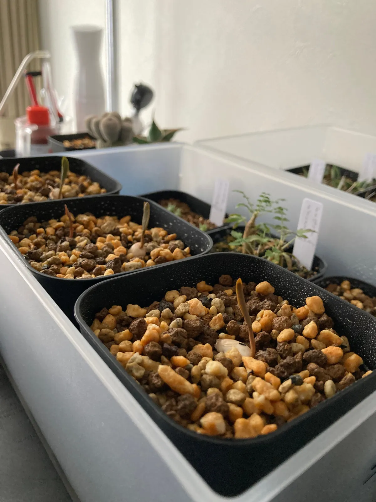 Welwitschia mirabilis (ウェルウィッチア ミラビリス 奇想天外)