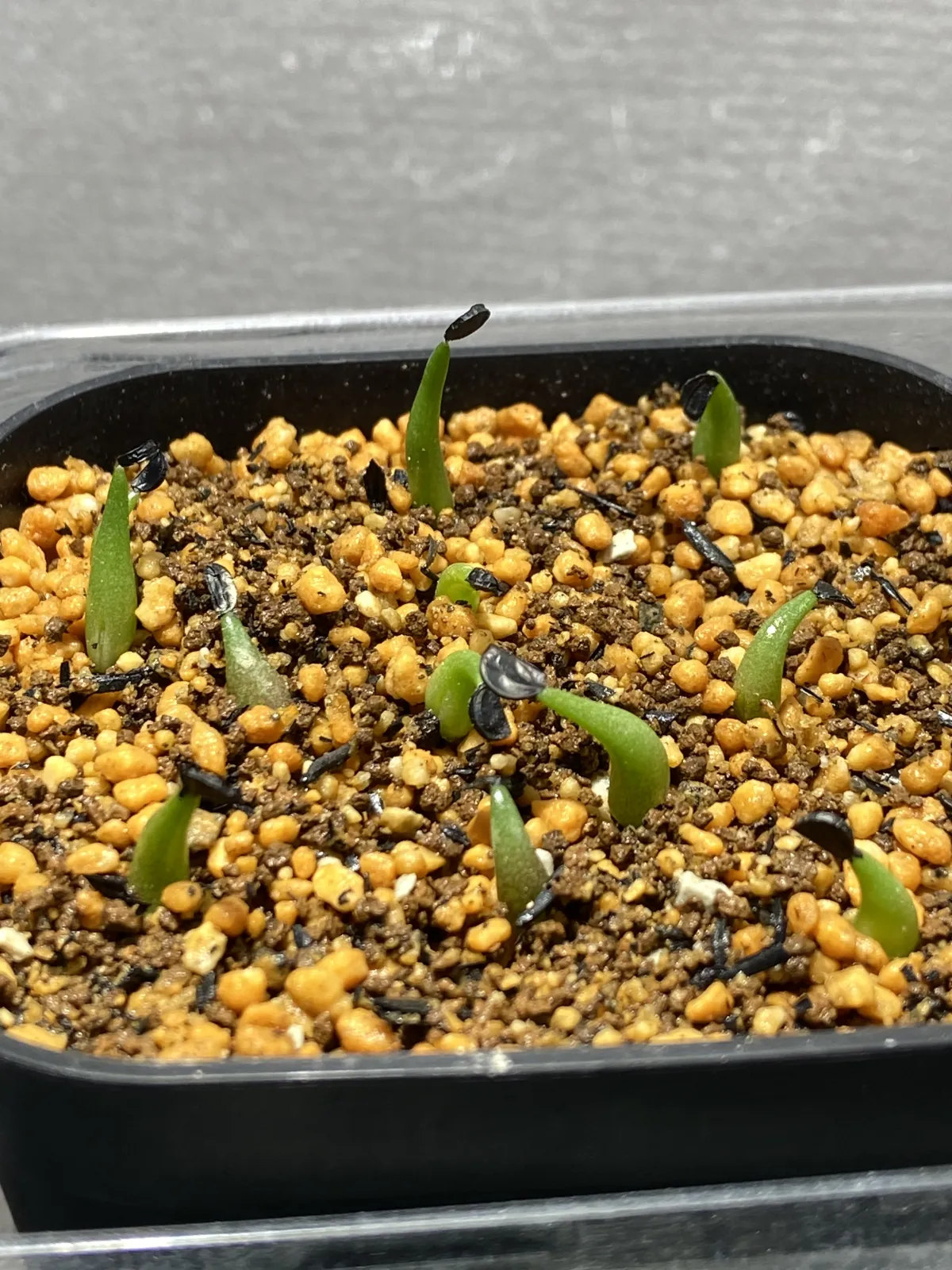 Agave oteroi (アガベ オテロイ)