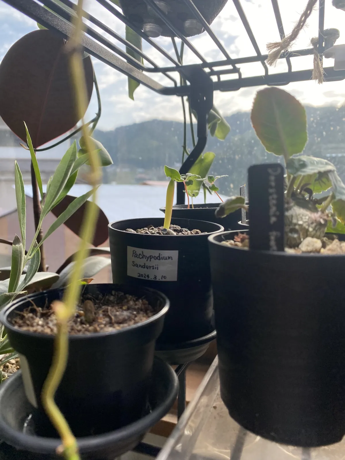 Pachypodium saundersii (パキポディウム サンデルシー 白馬城)