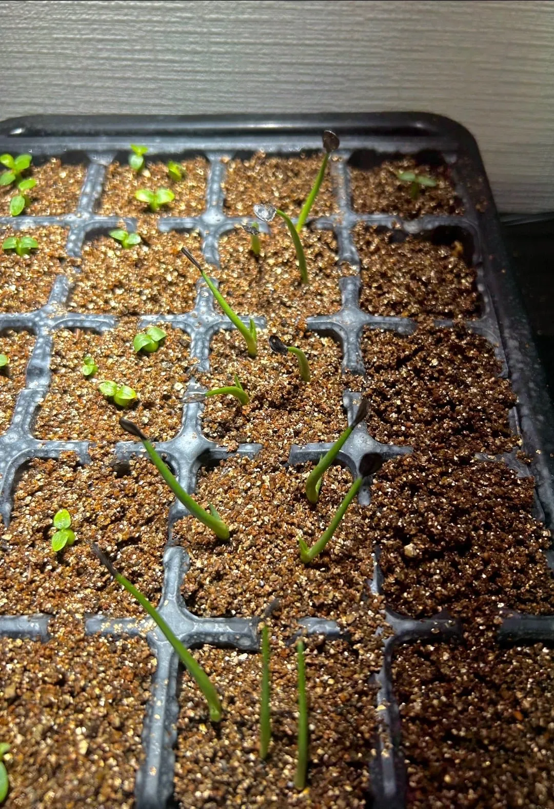 Agave salmiana var. ferox (アガベ フェロックス)