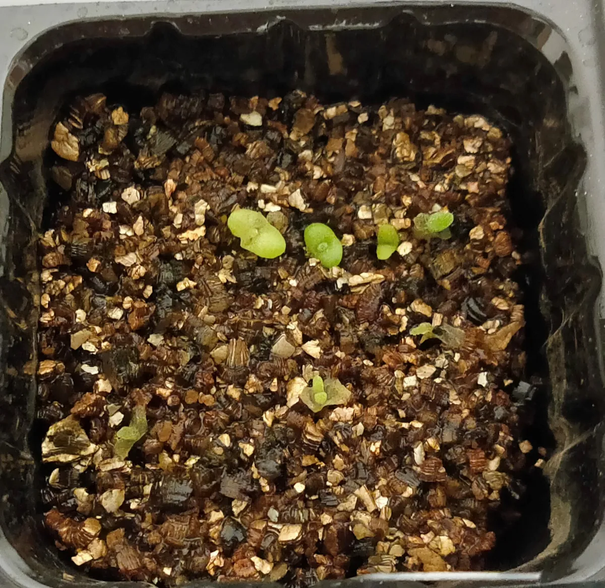 Monilaria moniliforme (モニラリア モニリフォルメ)