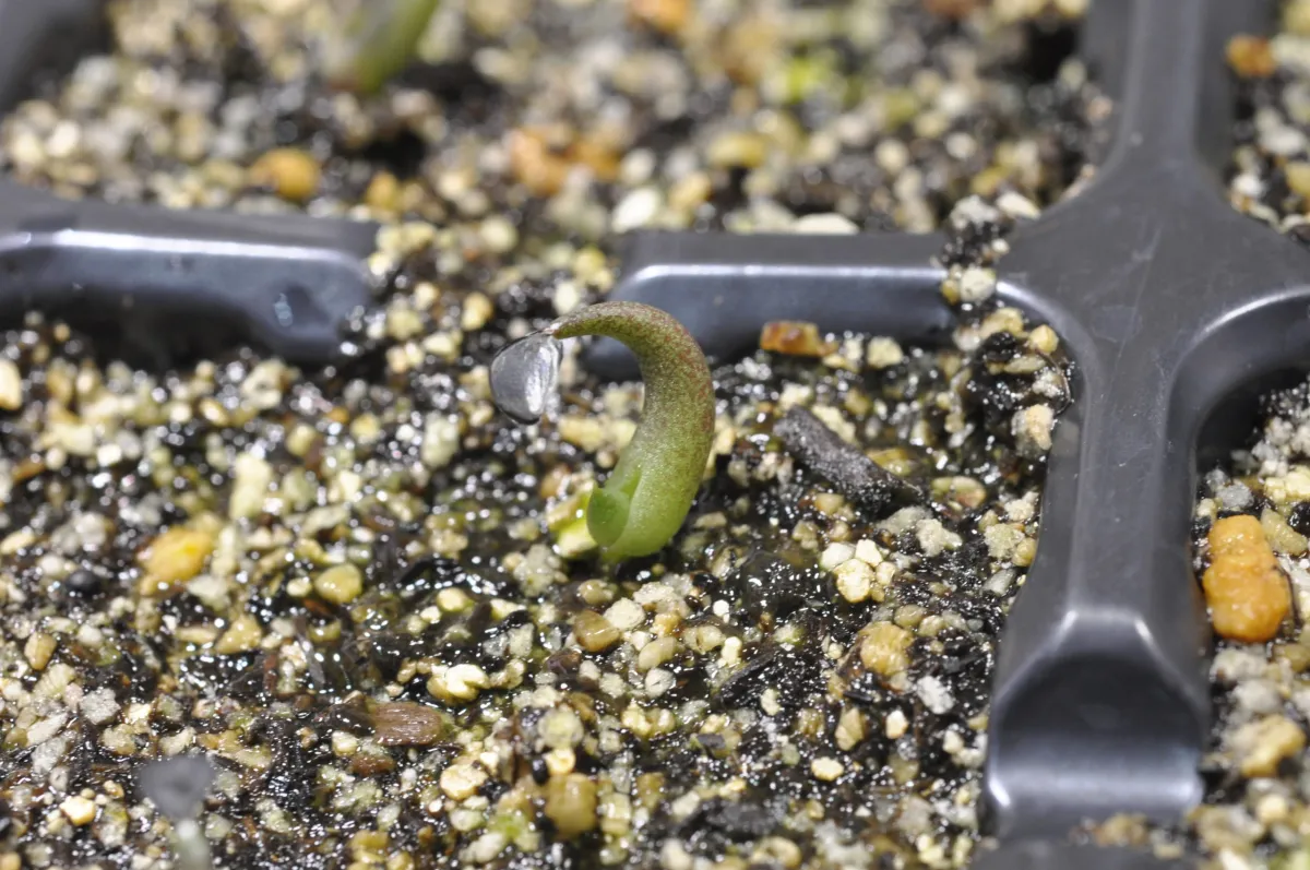 Agave titanota (アガベ チタノタ ドワーフ)