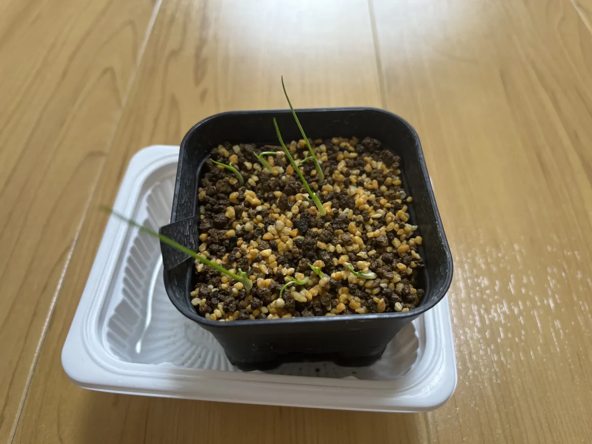 Hechtia texensis (ヘクチア テクセンシス)