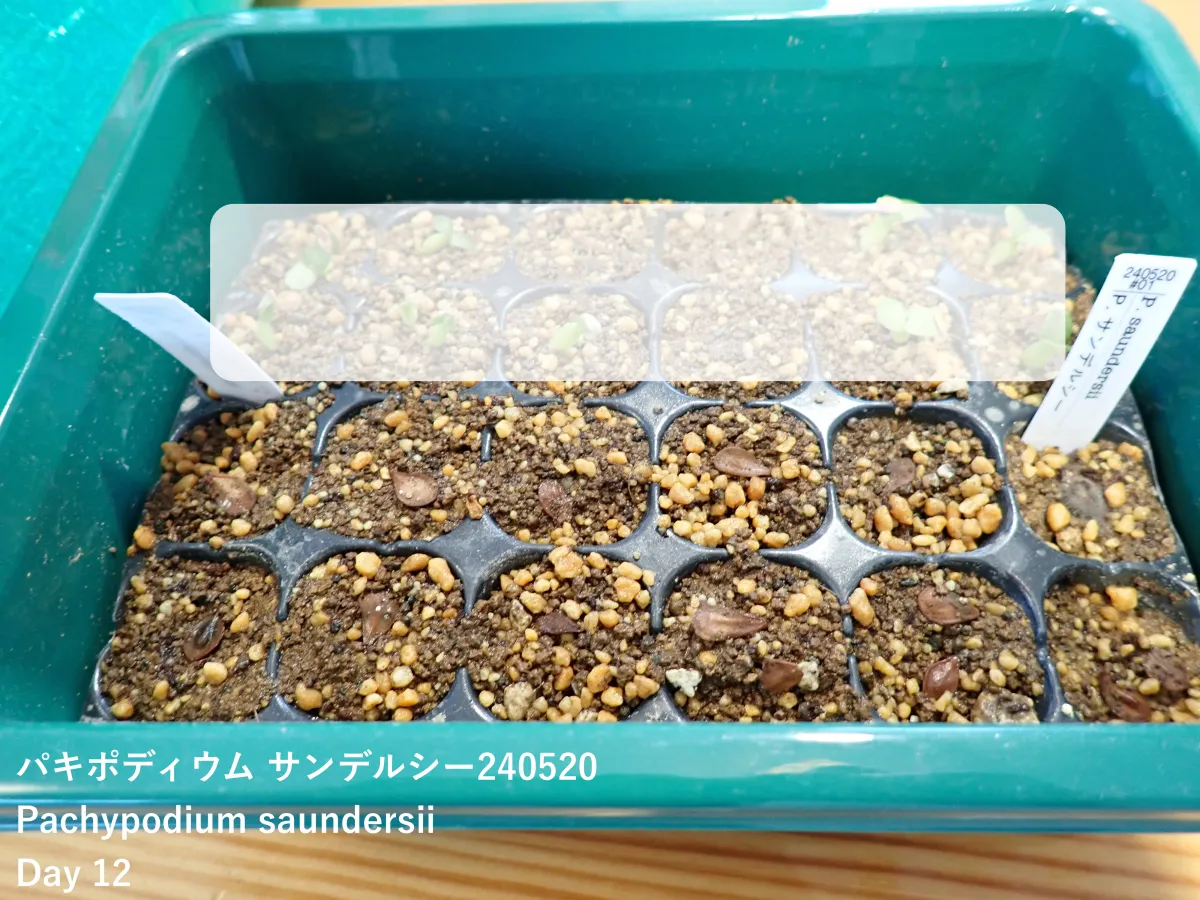 Pachypodium saundersii (パキポディウム サンデルシー 白馬城)