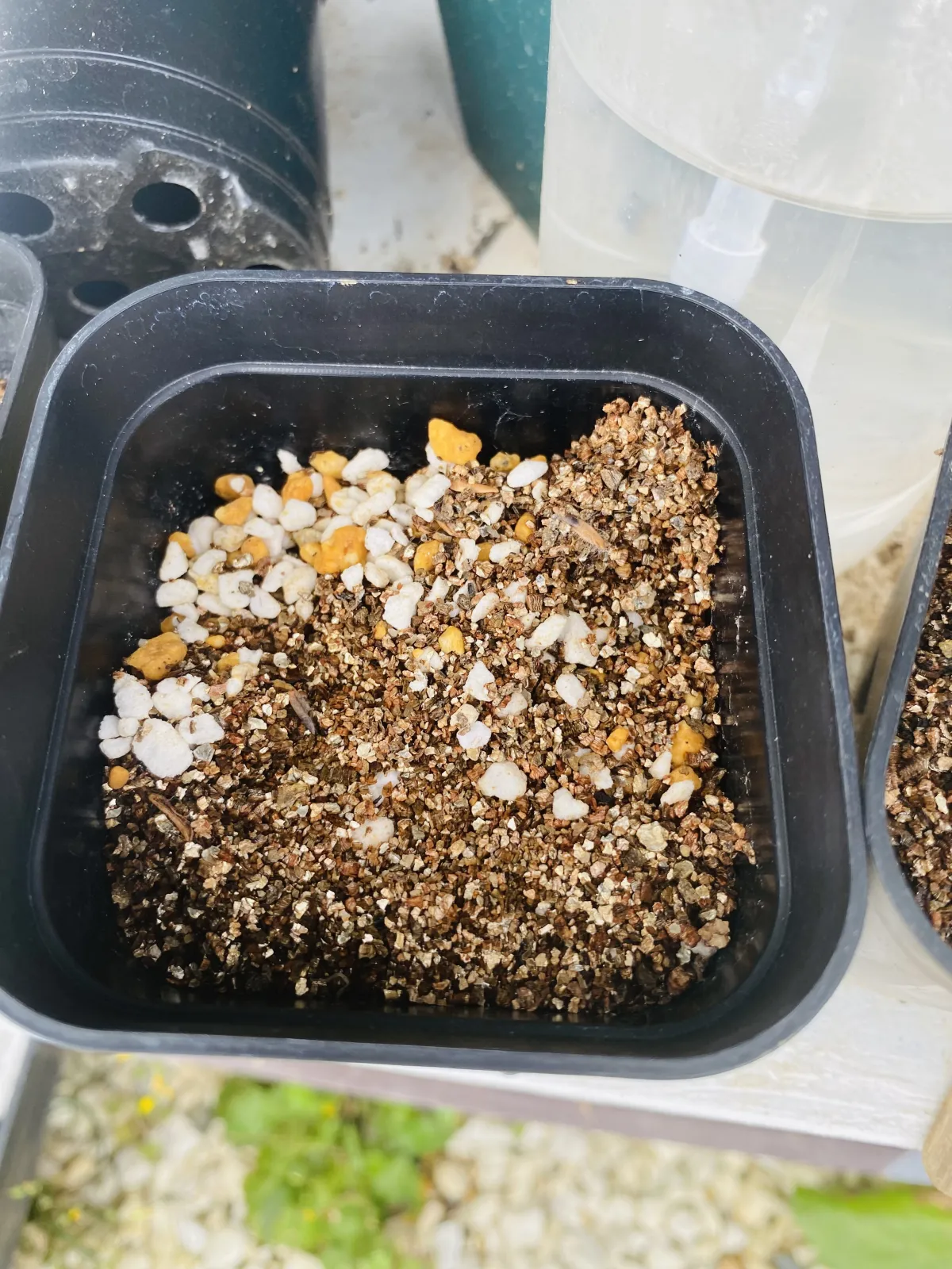 [無料種子] 発芽難 パキポディウム グラキリス　 Pachypodium rosulatum var. gracilius