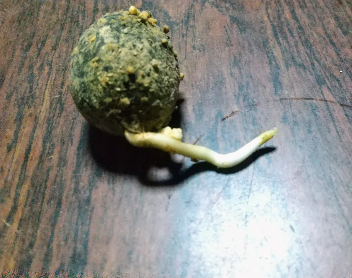 Bismarckia nobilis 'Silver' (ビスマルキア ノビリス シルバー)