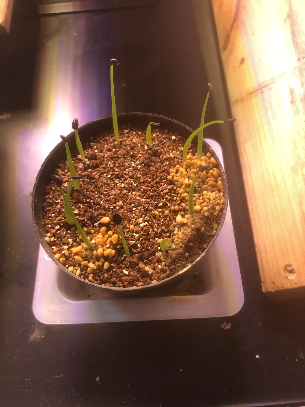 Agave utahensis var. eborispina 'Hayford' (アガベ エボリスピナ ヘイフォード)