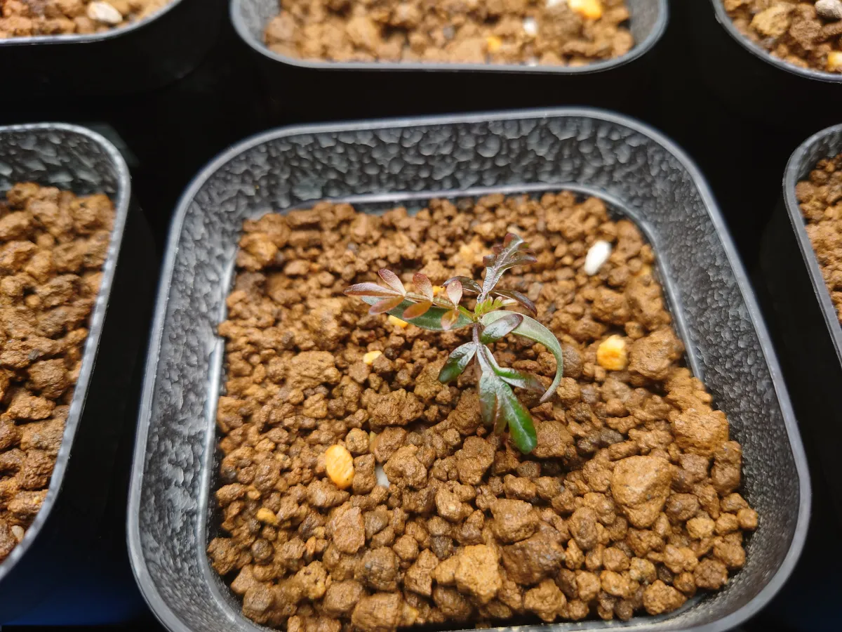 Operculicarya pachypus (オペルクリカリア パキプス)