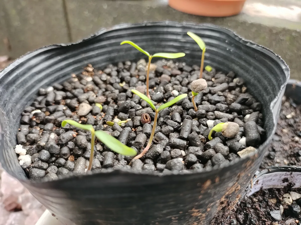 Operculicarya pachypus (オペルクリカリア パキプス)