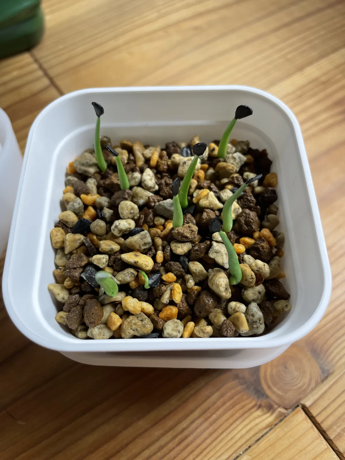 Agave mckelveyana (アガベ マッケルベヤナ)