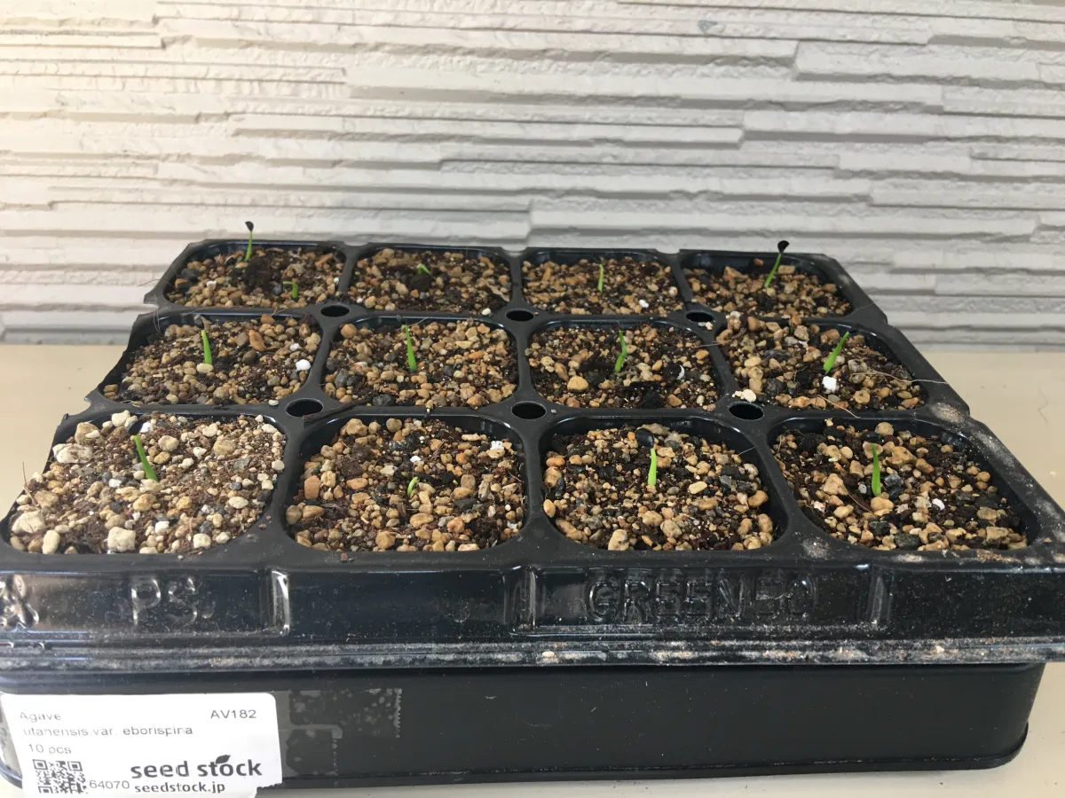 Agave utahensis var. eborispina (アガベ エボリスピナ)