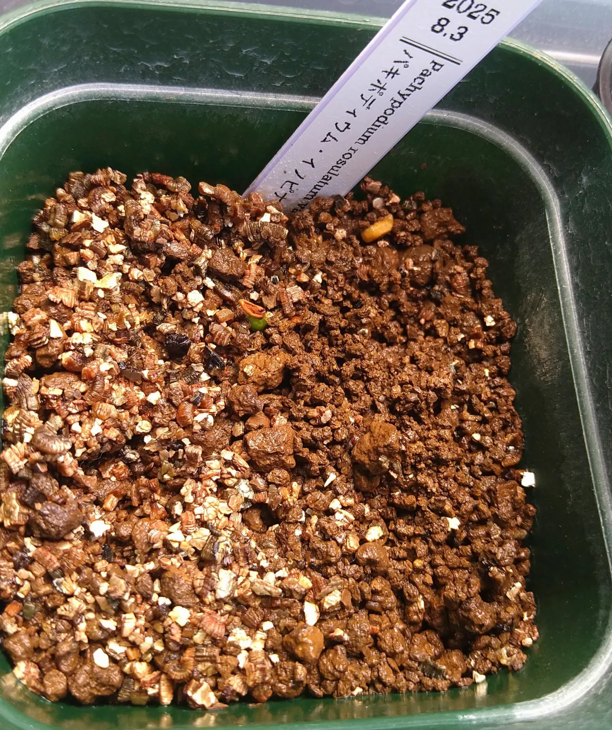 Pachypodium rosulatum var. inopinatum (パキポディウム イノピナツム)