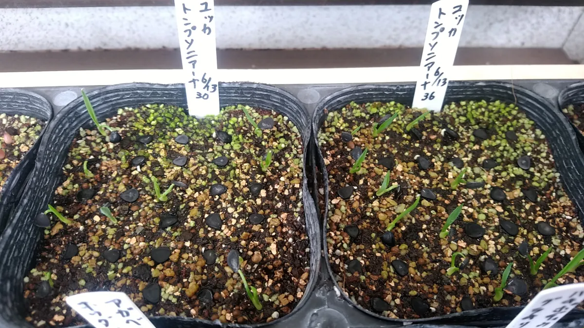 Yucca thompsoniana (ユッカ トンプソニアーナ)