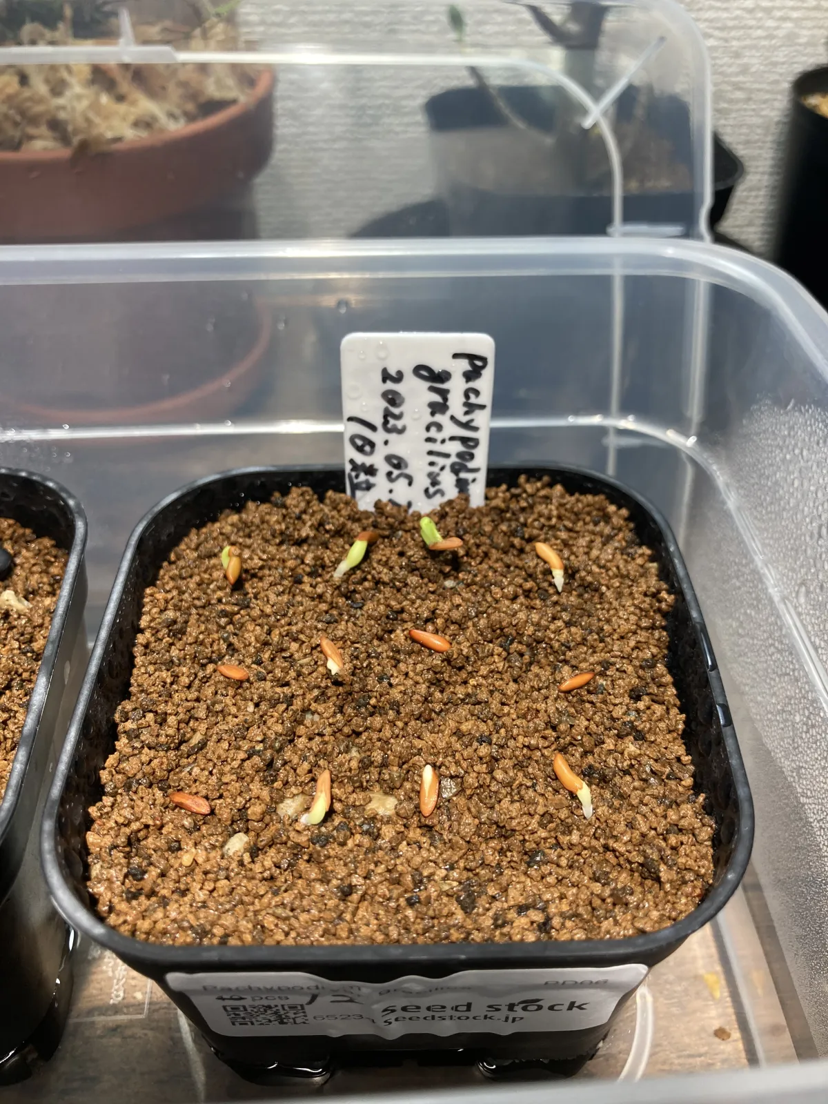 Pachypodium rosulatum var. gracilius (パキポディウム グラキリス)