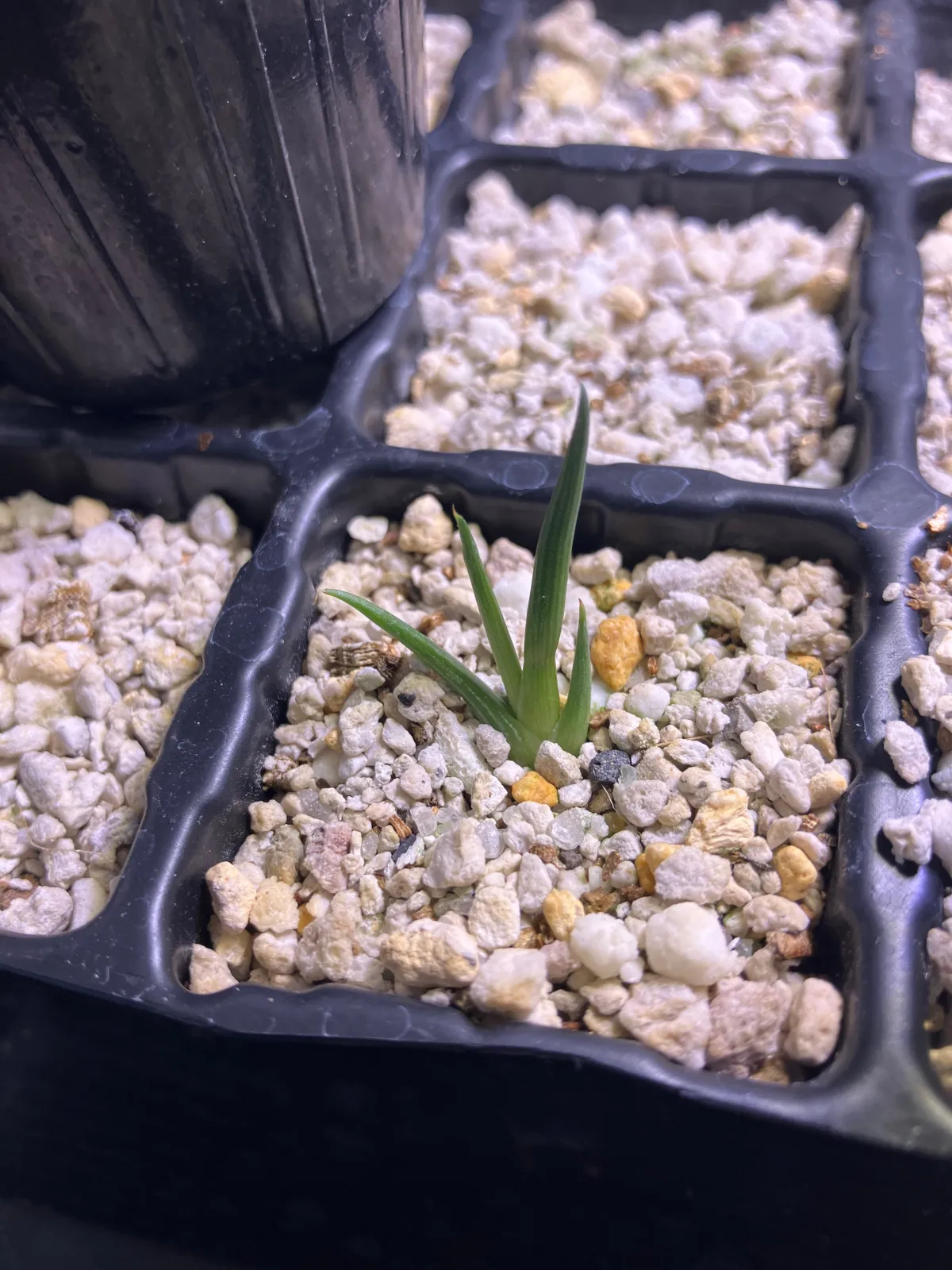 Agave striata subsp. striata (アガベ ストリアータ)