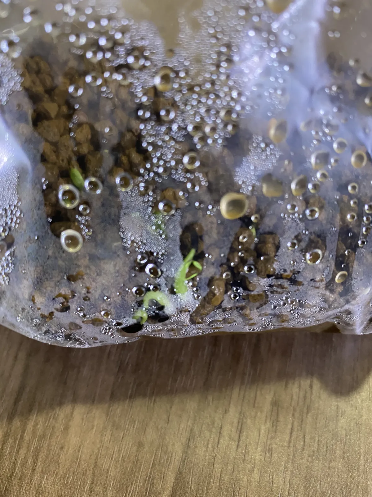 Agave striata subsp. striata (アガベ ストリアータ)