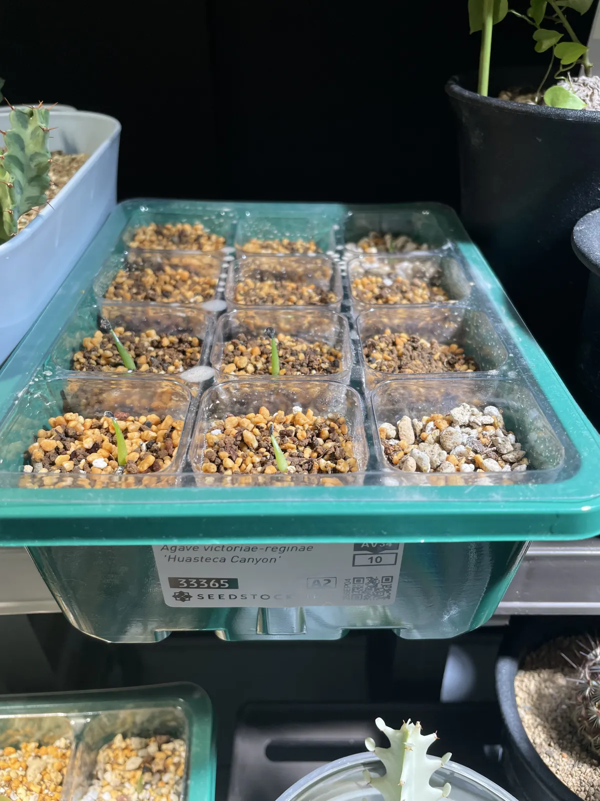 Agave victoriae-reginae 'Huasteca Canyon' (アガベ フアステカキャニオン)