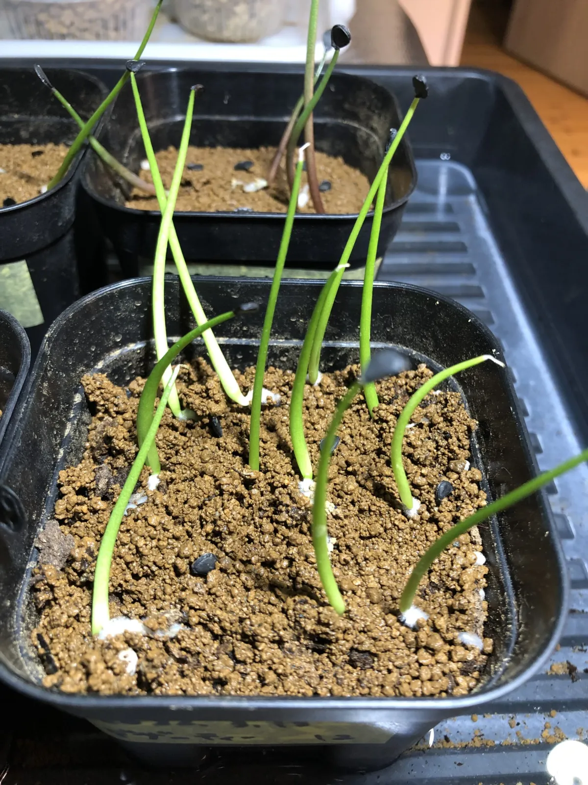 Agave deserti var. deserti (アガベ デザーティ)