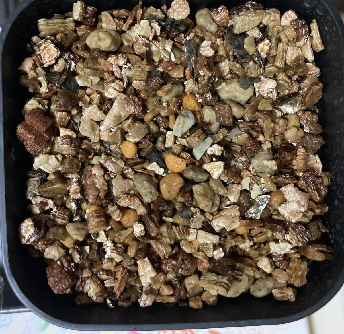 Hechtia sphaeroblasta (ヘクチア スファエロブラスタ)