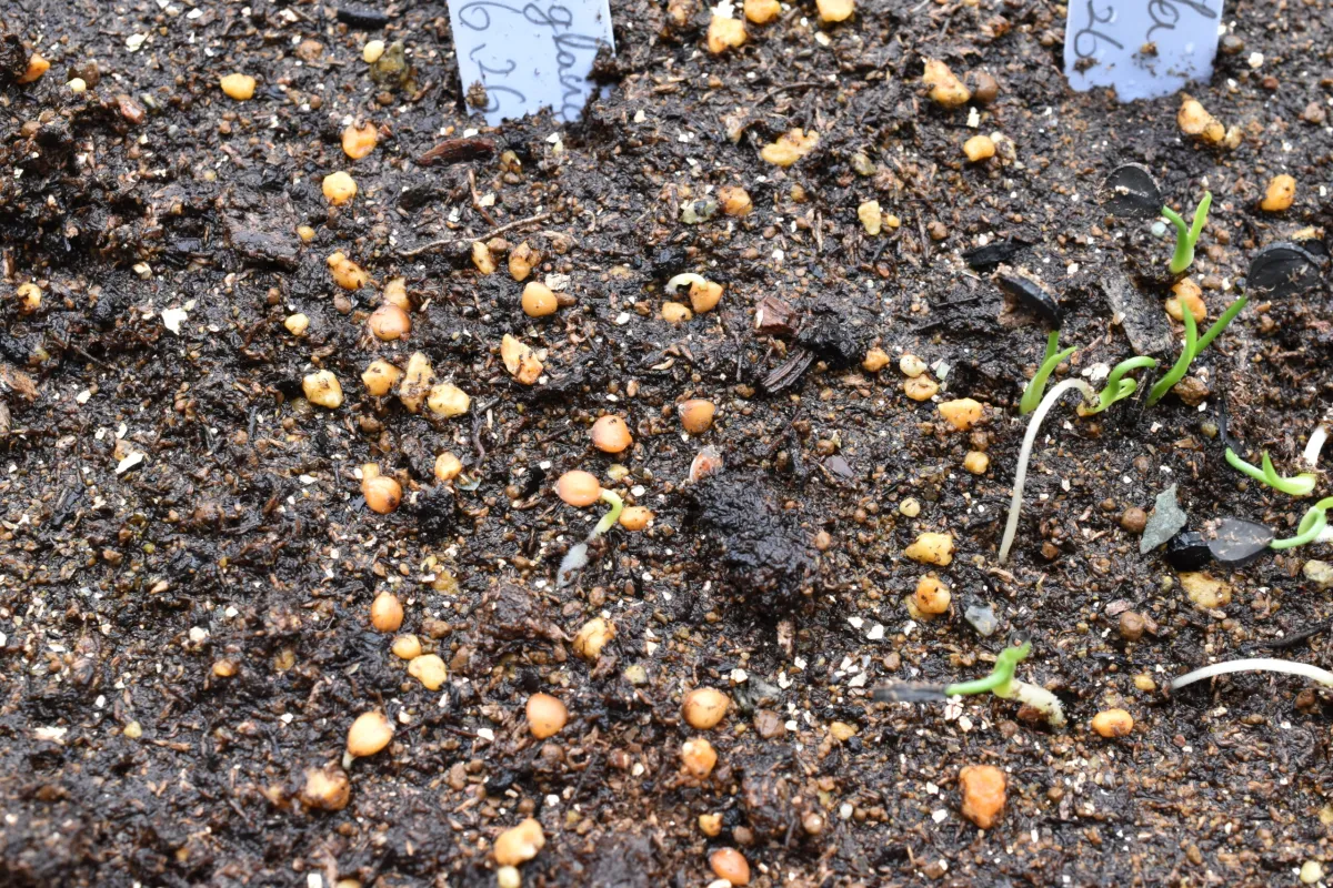 Dasylirion glaucophyllum (ダシリリオン クラウコフィラム)