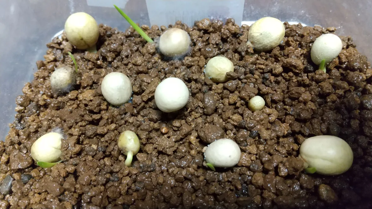 Boophone disticha (ブーファン ディスティカ)