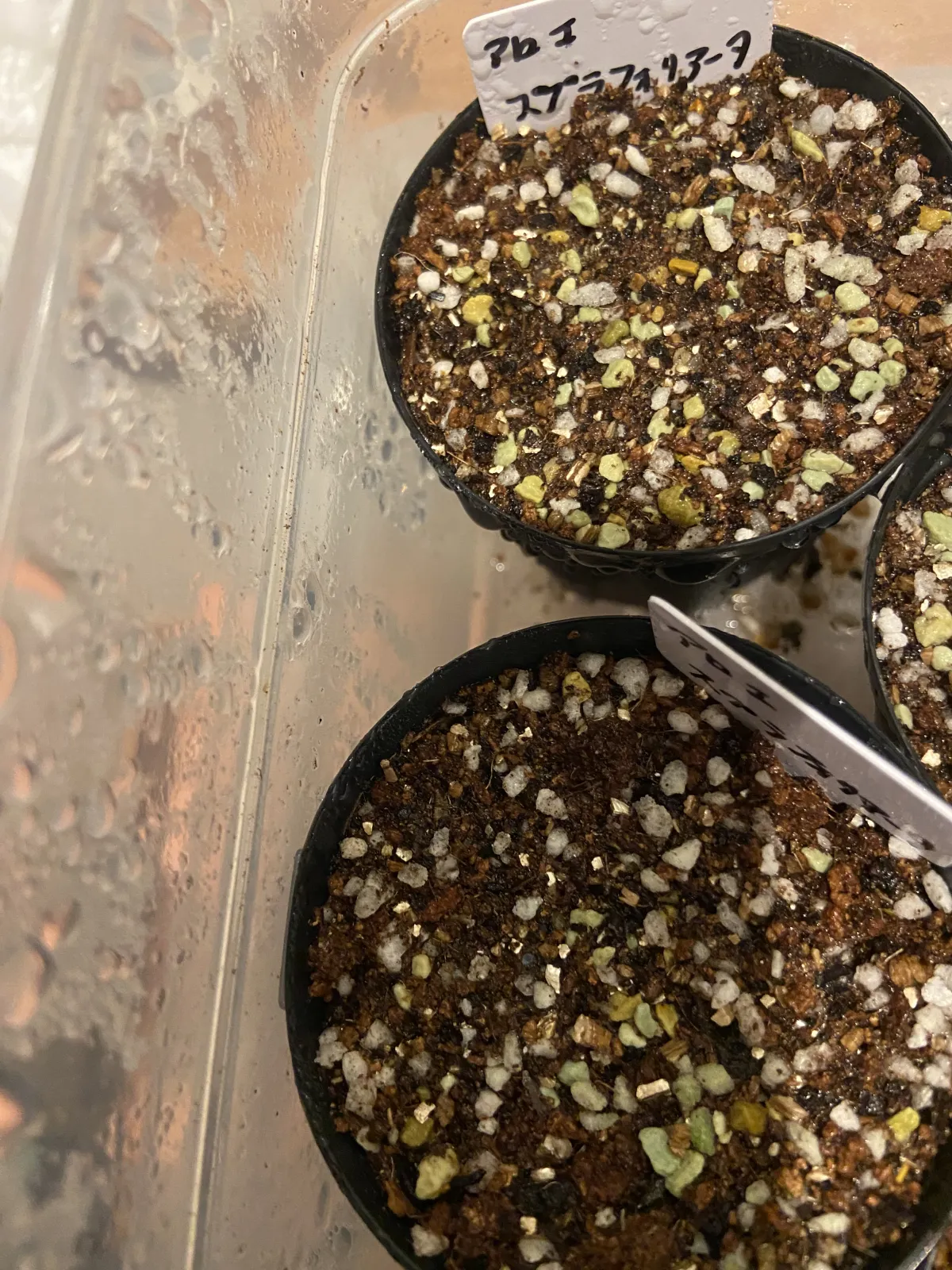 Aloe suprafoliata (アロエ スプラフォリアータ)